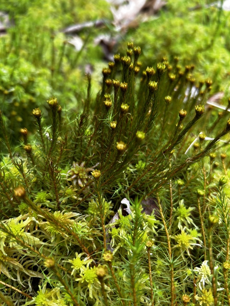 Common Haircap Moss from Oakland, MD, US on May 23, 2023 at 02:03 PM by ...