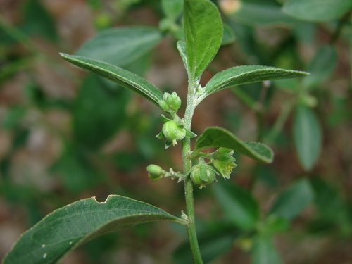 Blodgett's silverbush (Argythamnia blodgettii)