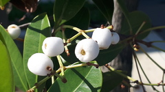 Syzygium zeylanicum