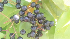 Syzygium myrtifolium