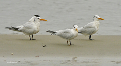 West African Crested Tern photo 5