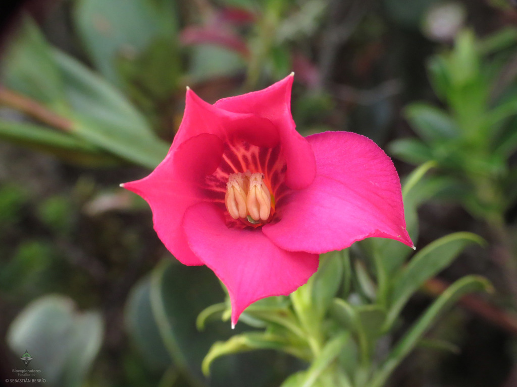 Symbolanthus gaultherioides