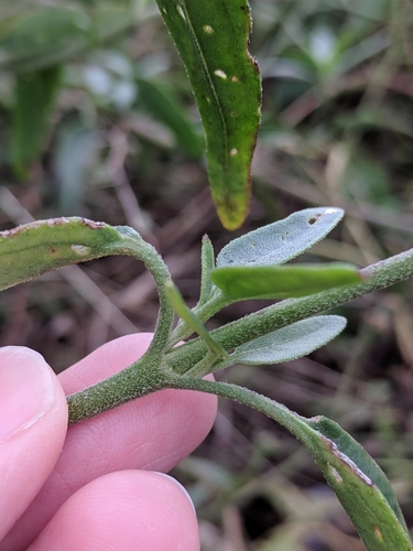 Image of Palafoxia texana by (c) Alison Northup, some rights reserved (CC BY)