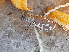 Calomera angulata