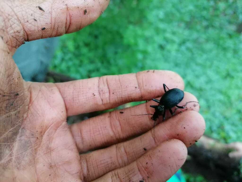 Cychrus italicus
