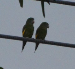 Brotogeris versicolurus