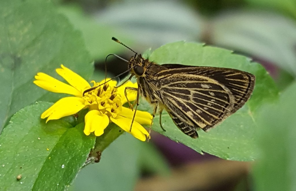 Callimormus interpunctata