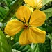 Senna nitida - Photo (c) Jose Alicea, some rights reserved (CC BY-NC), uploaded by Jose Alicea