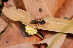 Pseudonotoncus eurysikos