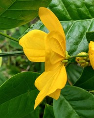 Senna nitida