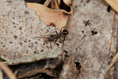 Pseudonotoncus eurysikos