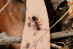 Pseudonotoncus eurysikos