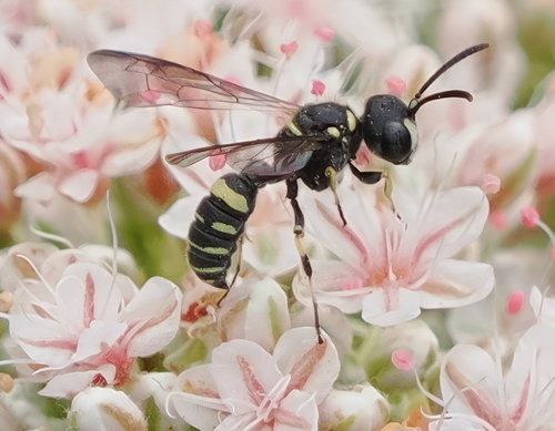 iNaturalist observation photo of Typical Weevil Wasps and Allies