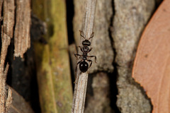 Pseudonotoncus eurysikos
