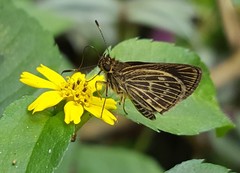 Callimormus interpunctata