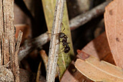 Pseudonotoncus eurysikos