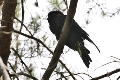 Zanda funerea xanthanota