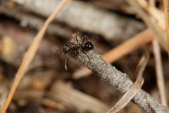 Pseudonotoncus eurysikos