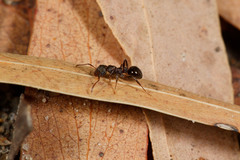 Pseudonotoncus eurysikos