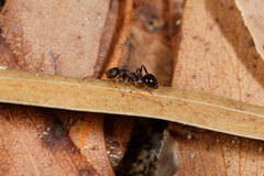 Pseudonotoncus eurysikos