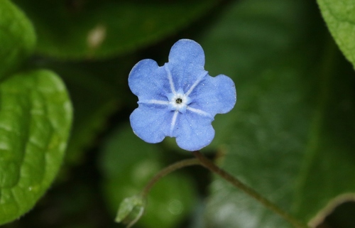 Omphalodes verna iNat (3)