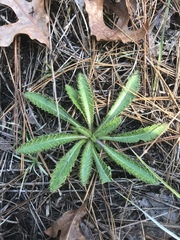 Cirsium repandum