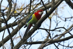 Platycercus eximius diemenensis