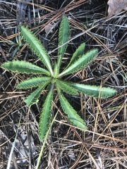 Cirsium repandum
