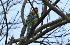 Platycercus eximius diemenensis