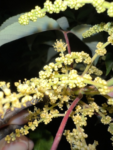 Tapisciaceae