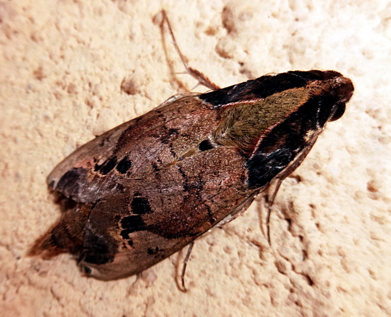 Antinephele