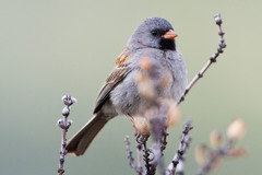 Spizella atrogularis