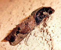 Antinephele maculifera