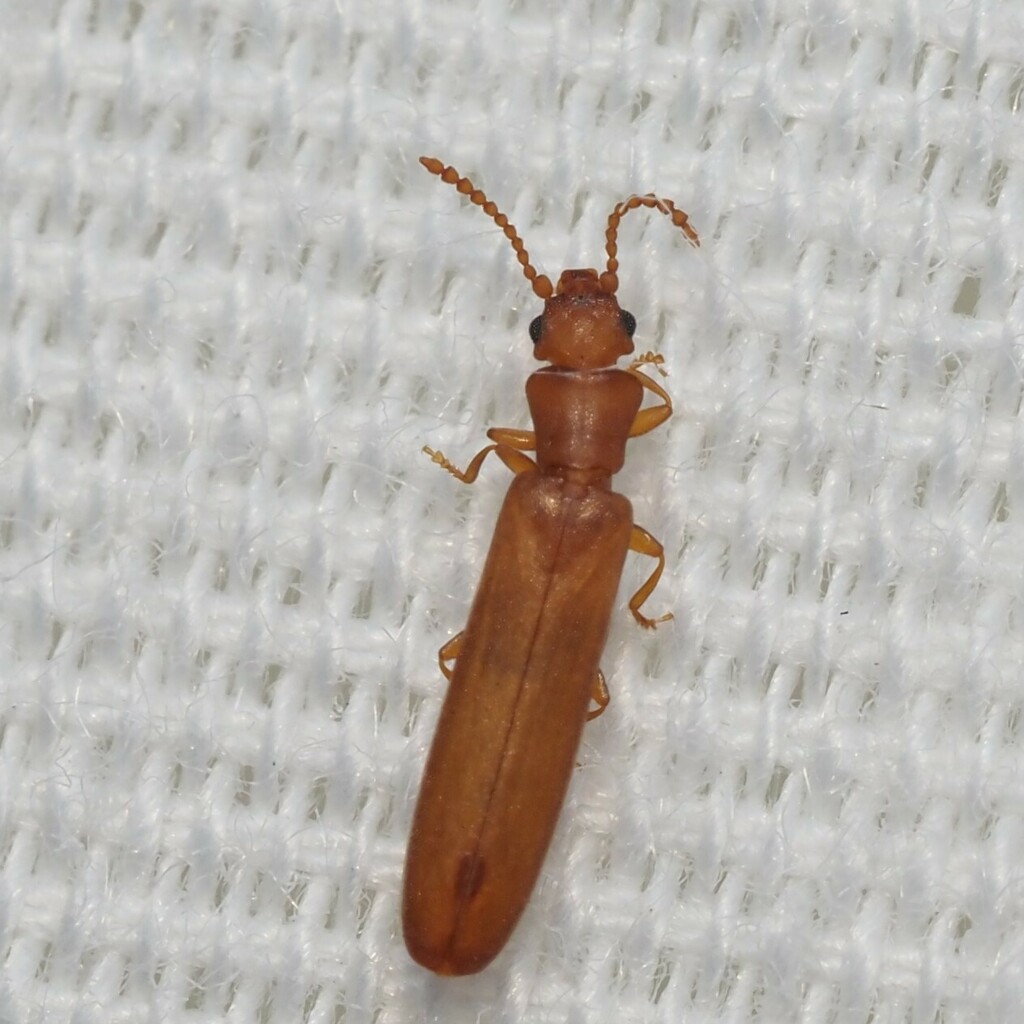Hemipeplus microphthalmus