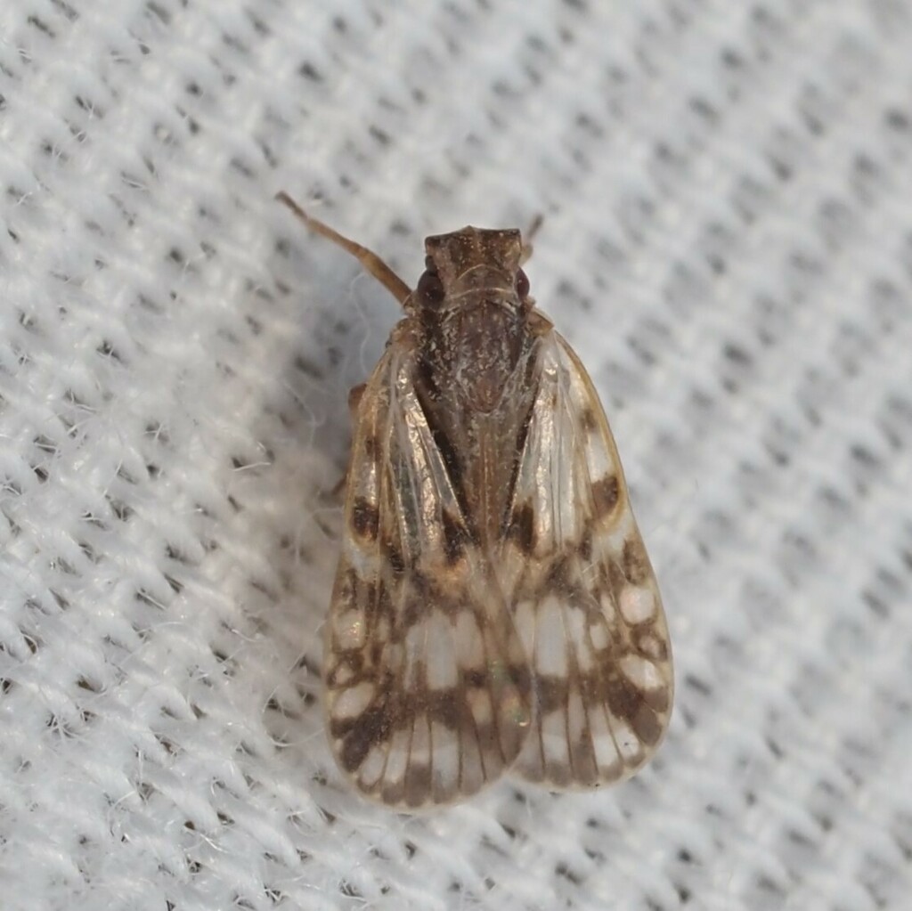 Bothriocera maculata