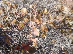 Rhus aromatica simplicifolia
