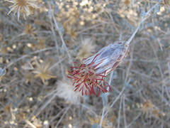 Brickellia incana