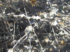 Brickellia incana