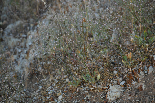 temblor buckwheat (Eriogonum temblorense)