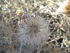 Brickellia incana