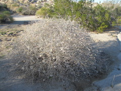 Brickellia incana