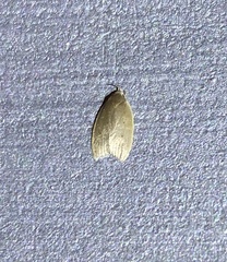 Scythropiodes