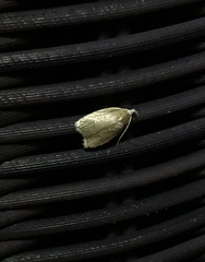 Scythropiodes