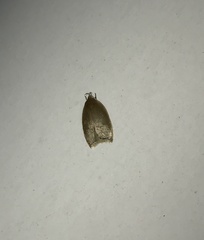 Scythropiodes