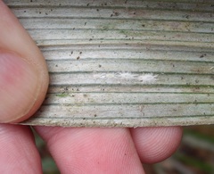 Rastrococcus asteliae