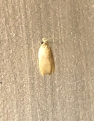 Scythropiodes