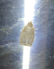 Scythropiodes
