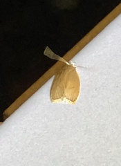 Scythropiodes
