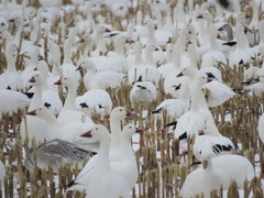Anser caerulescens atlanticus