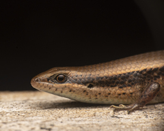 Allapalli Grass Skink photo 2